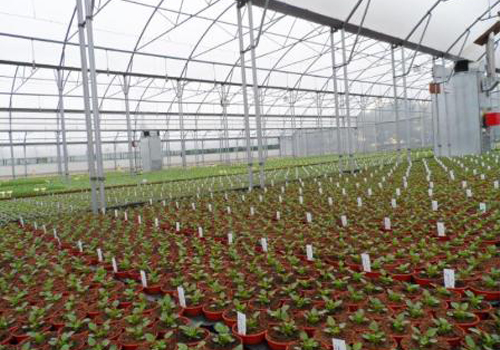 A versatile growing environment with Keder Greenhouse in Worcestershire