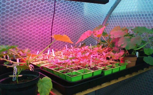 Keder Greenhouse purchased for a location on the west coast of Scotland for Germination Tests