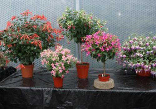 Keder greenhouse home to Best in Show