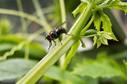 how to handle pests bugs in your greenhouse