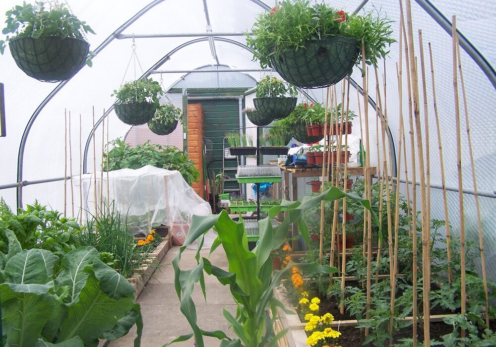 Inside a 3 metre wide Keder greenhouse