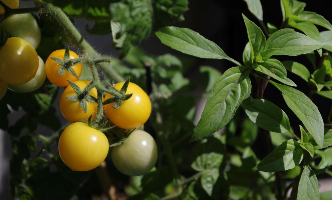 Tomato and basil plant pairing blog post
